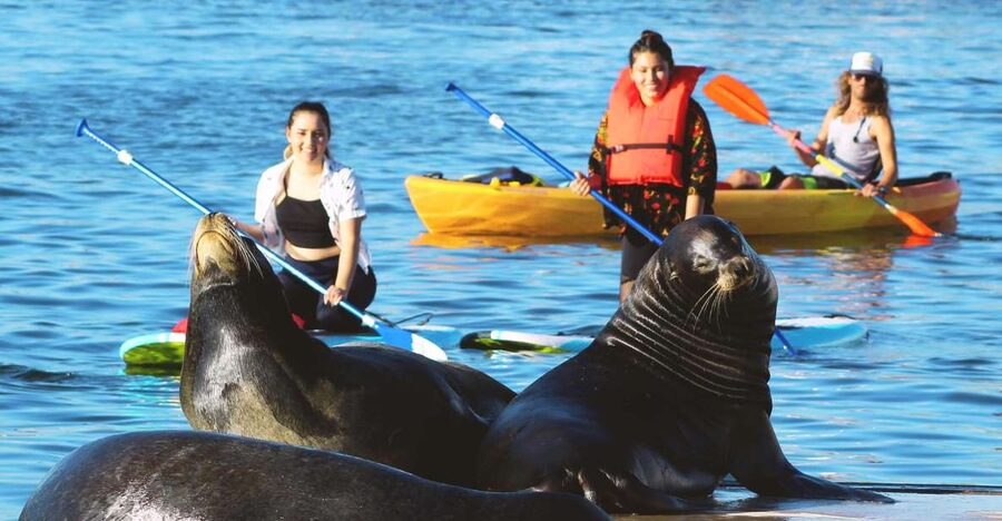 Marina Del Rey: Kayak and Paddleboard Tour with Sea Lions - Searching for sea lions and other wildlife