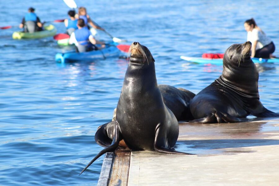 Marina Del Rey: Kayak and Paddleboard Tour with Sea Lions - What the two-hour schedule feels like
