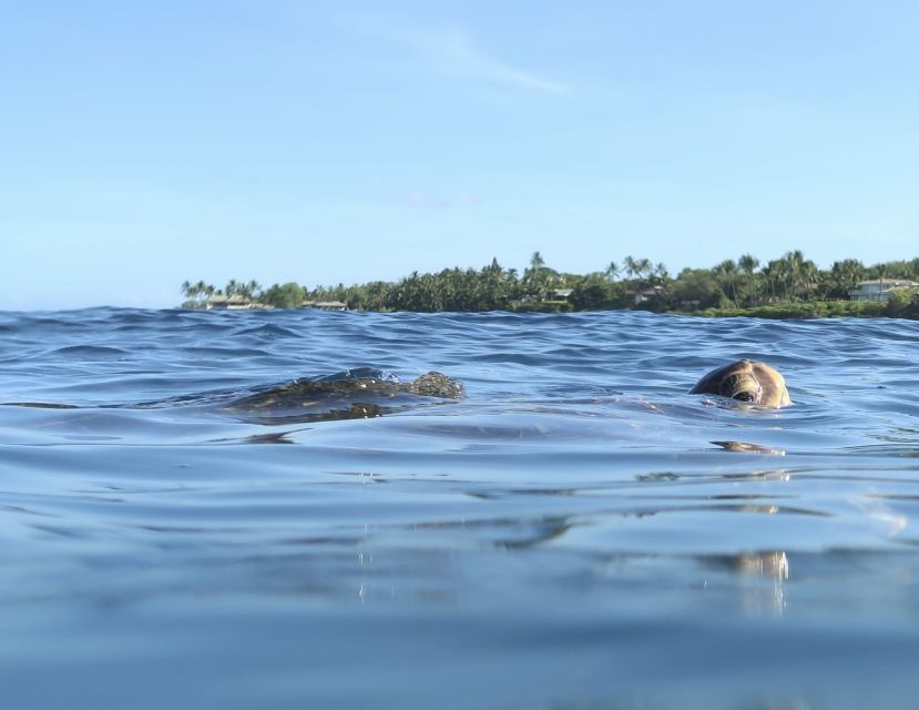 Maui: Beginner Level Private Stand-Up Paddleboard Lesson - Starting at Polo Beach with the basics