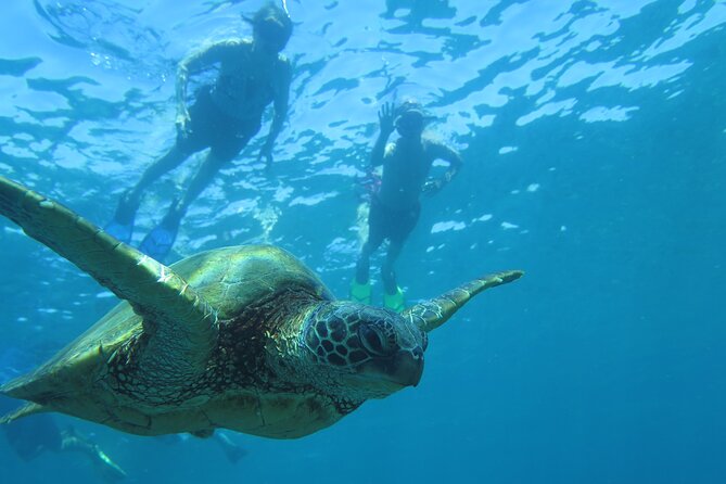 Maui Clear Kayak and Snorkel Tour: Swim with turtles (Makena) - Who should book this Maui tour?