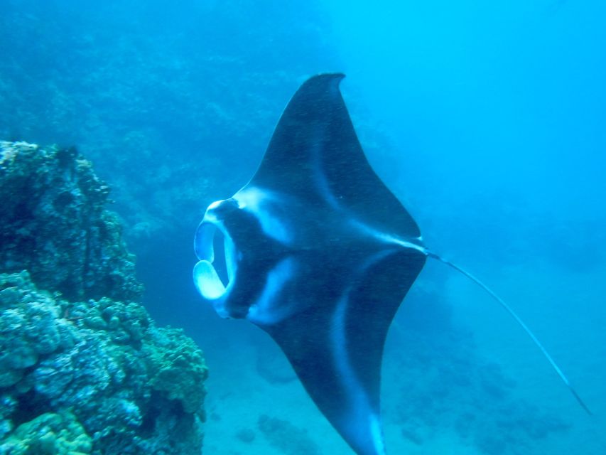Maui: Turtle Town Kayak and Snorkel Tour - Turtle Town beneath your kayak