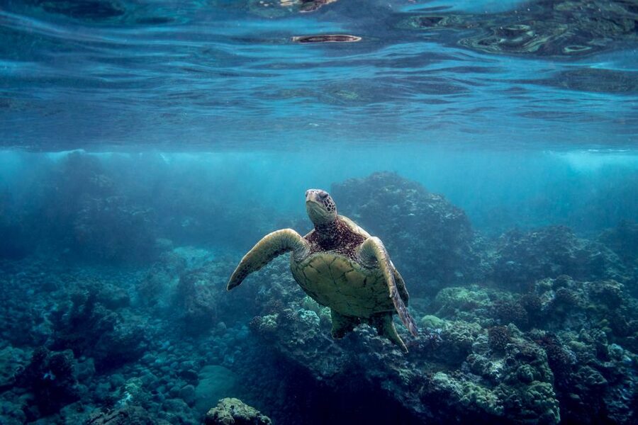 Maui: Turtle Town Kayak and Snorkel Tour - Small details that make the morning easier