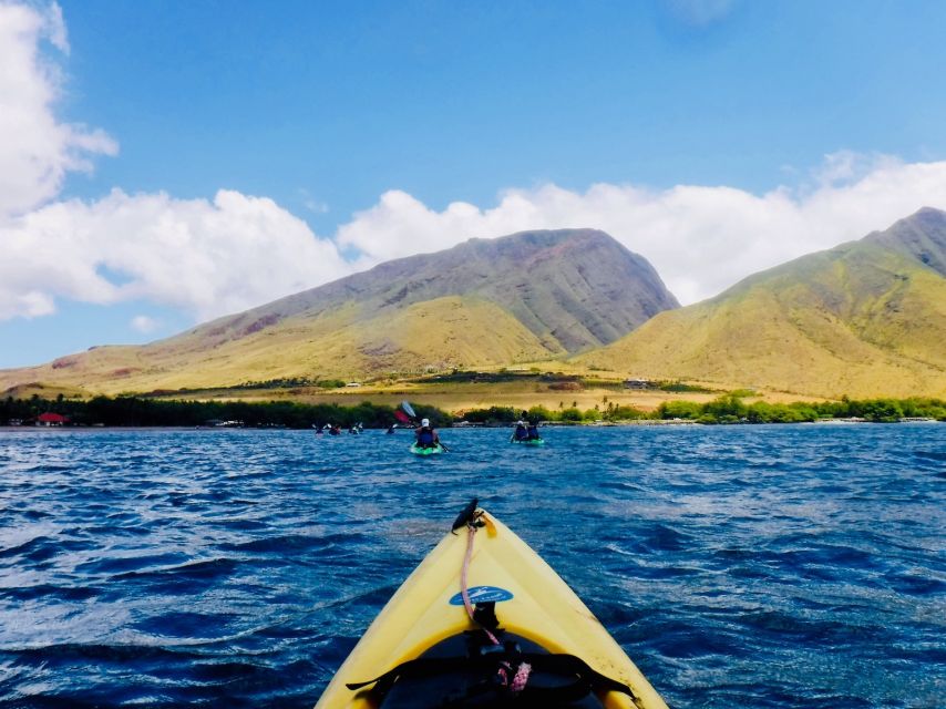 Maui: West Side Discovery Kayak & Snorkel from UKUMEHAME - Dolphins, rays, seals, and whales