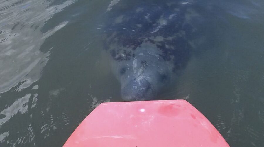 Merritt Island: Manatee Watching Paddle or Kayak Tour - Why Merritt Island makes a good wildlife paddle