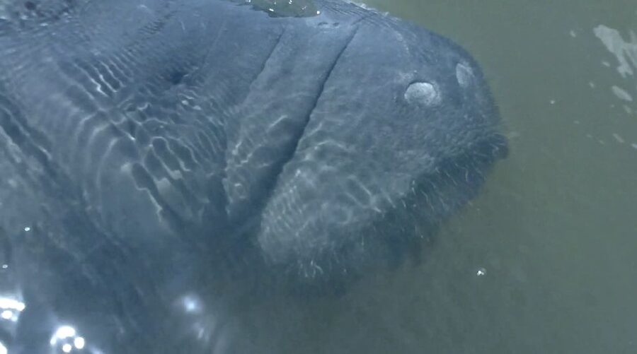 Merritt Island: Manatee Watching Paddle or Kayak Tour - My recommendation for this Merritt Island paddle