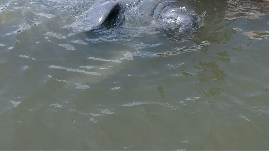 Merritt Island: Manatee Watching Paddle or Kayak Tour - How much value you get for $65