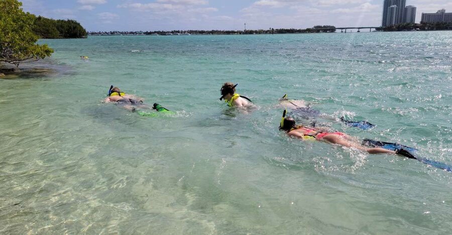 Miami: Beginner-Friendly Island Snorkeling by SUP or Kayak - What you may see beneath the surface
