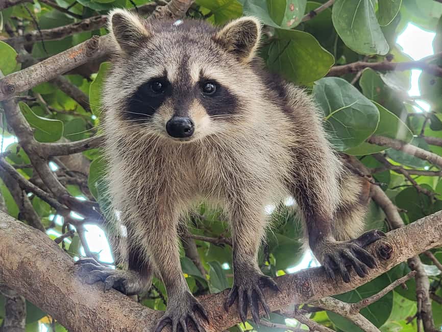 Miami: Biscayne Bay Ultimate Boat Tour with Kayak Experience - Bird Island and the bay’s feathered residents