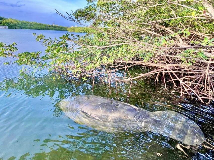 Miami: Manatee Season Paddleboard or Kayak Tour - Who will enjoy this paddle most?