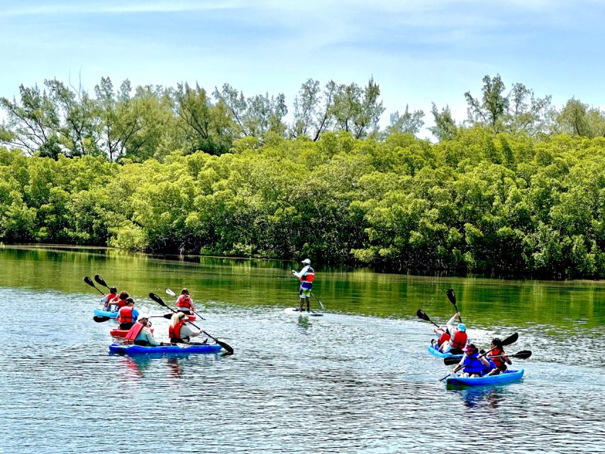 Miami: Manatee Season Paddleboard or Kayak Tour - Wildlife continues after the manatees
