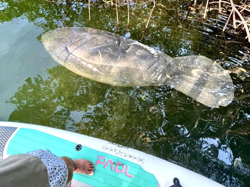 Miami: Manatee Season Paddleboard or Kayak Tour - Kayak or paddleboard: choose the calmer option for you