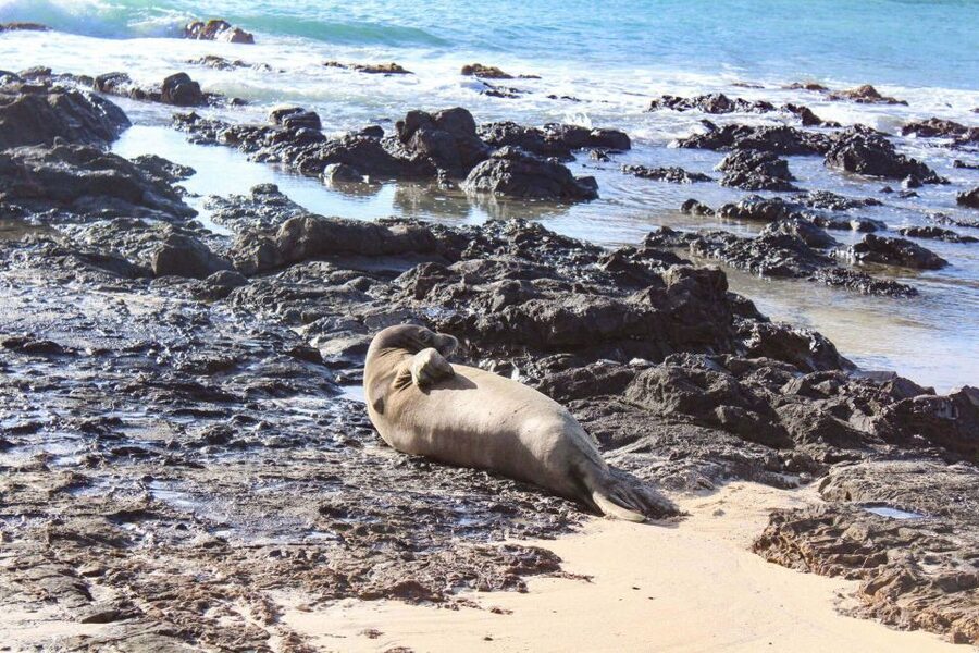 Mokulua Islands Self-Guided Kayak Adventure - Wildlife along the way