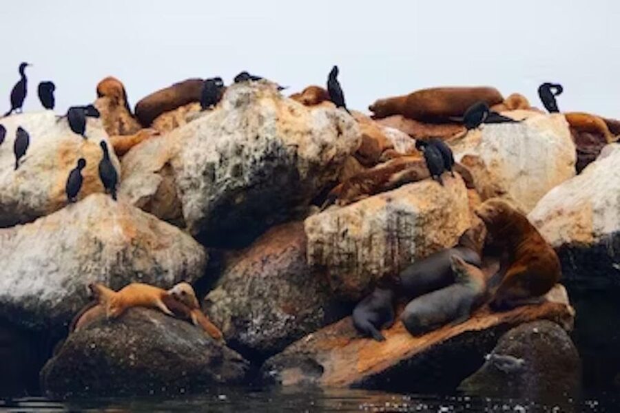Monterey: Cannery Row Kayak Tour - The first paddle through the kelp forest