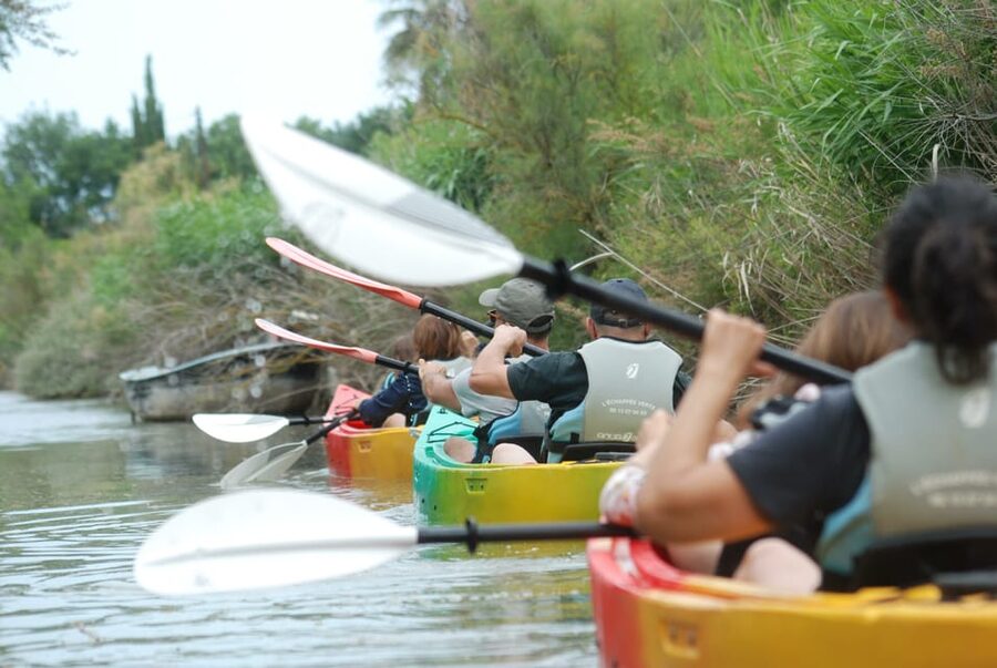 Montpellier : Birdwatching by kayak in the Camargue - Key points to know before you book