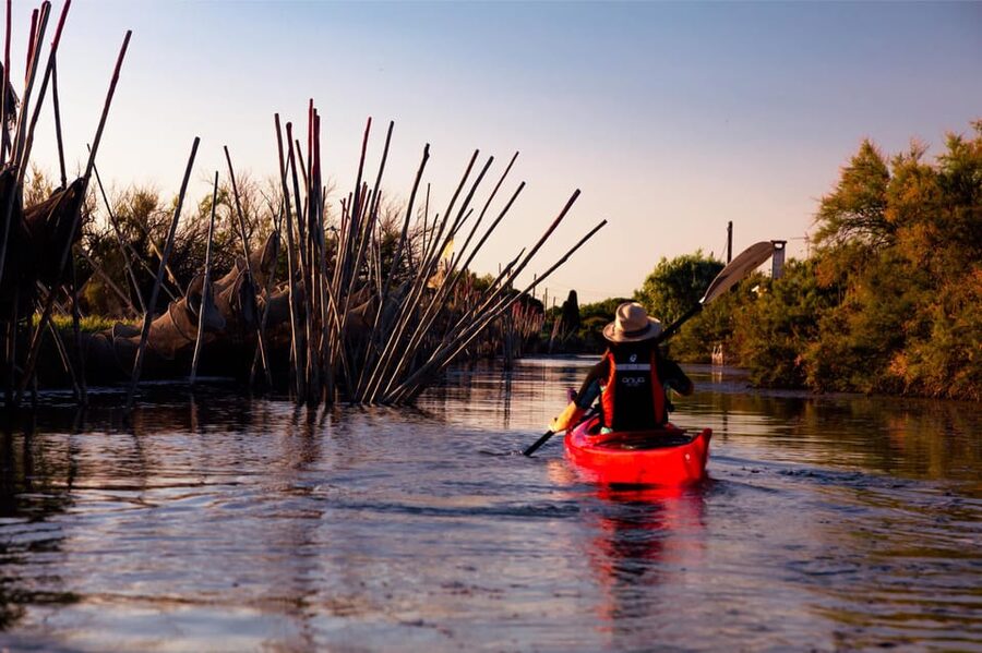 Montpellier : Birdwatching by kayak in the Camargue - Should you book the Camargue birdwatching kayak tour?