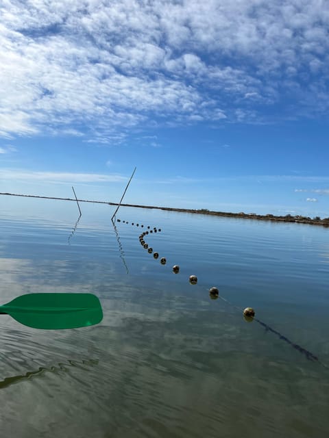 Montpellier : Birdwatching by kayak in the Camargue - Is $76 good value for two hours?