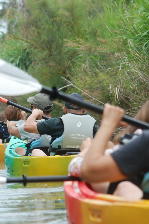 Montpellier : Birdwatching by kayak in the Camargue - Who should book this outing?