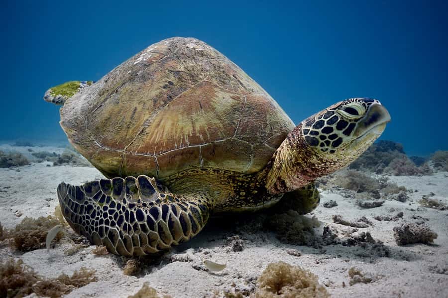Moorea: Hauru Lagoon 3-hour Guided Kayak Tour with Snack - Key points at a glance