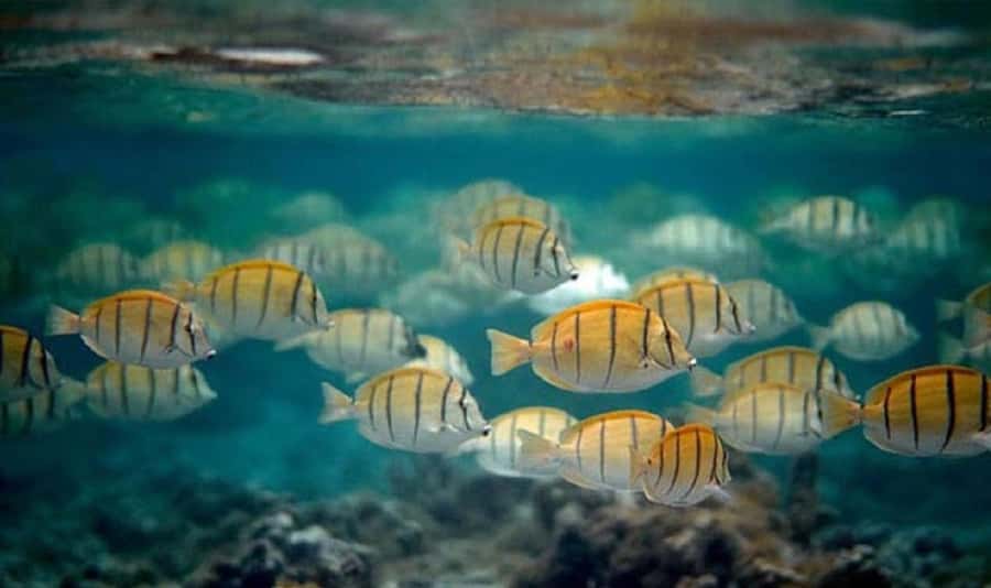 Moorea: Hauru Lagoon 3-hour Guided Kayak Tour with Snack - Timing, weather, and booking details