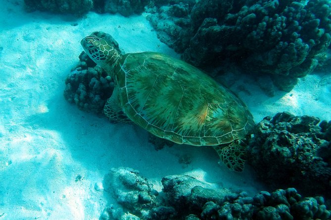 Moorea Lagoon Tour by Transparent Kayak - Why this short Moorea lagoon trip works