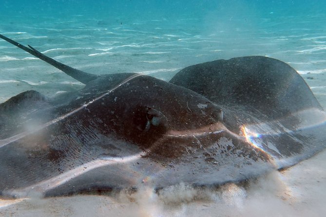 Moorea Lagoon Tour by Transparent Kayak - More than a photo stop