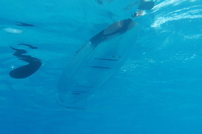 Moorea Lagoon Tour by Transparent Kayak - Meeting at the InterContinental Moorea