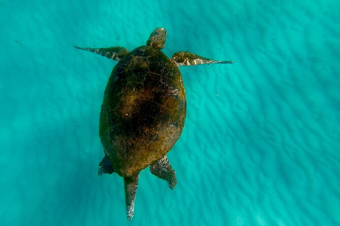 Moreton Island Day Trip (Kayak, Snorkel & Sandboard) frm Brisbane or Gold Coast - Snorkeling at the wrecks