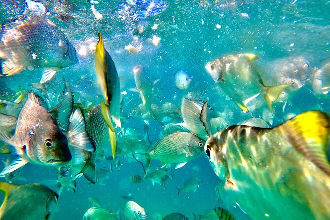 Moreton Island Day Trip (Kayak, Snorkel & Sandboard) frm Brisbane or Gold Coast - Transparent kayaking over the reef