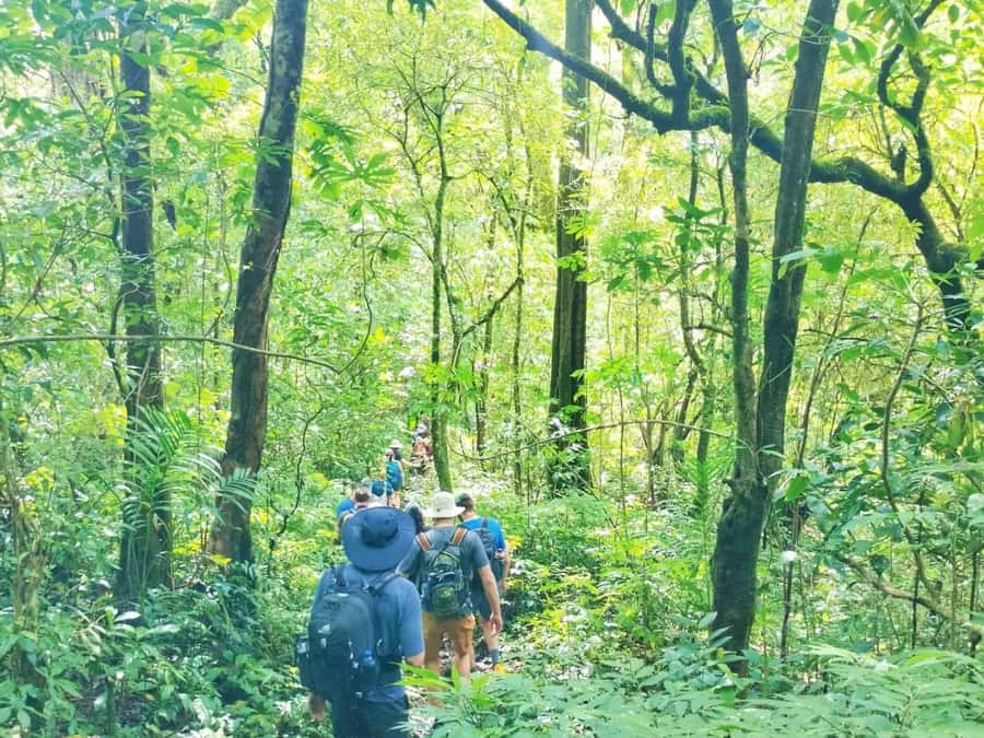 Munduk : Jungle Trekking,Canoeing,waterfall &authentic lunch - Why this Munduk adventure works so well