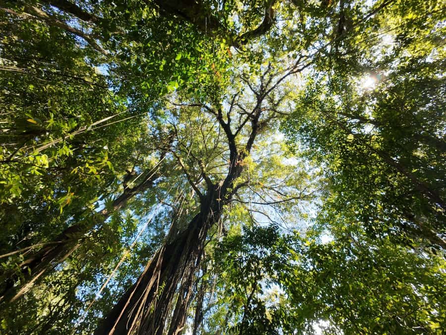 Munduk: Twin Lakes Jungle Hike with Lake Canoe and Waterfall - The optional Balinese lunch