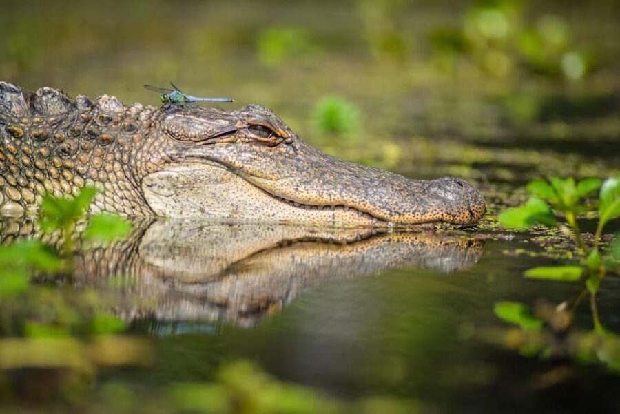 New Orleans: Manchac Magic Kayak Swamp Tour - Key points at a glance