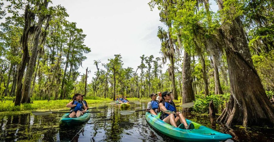 New Orleans: Manchac Magic Kayak Swamp Tour - Paddling through cypress corridors