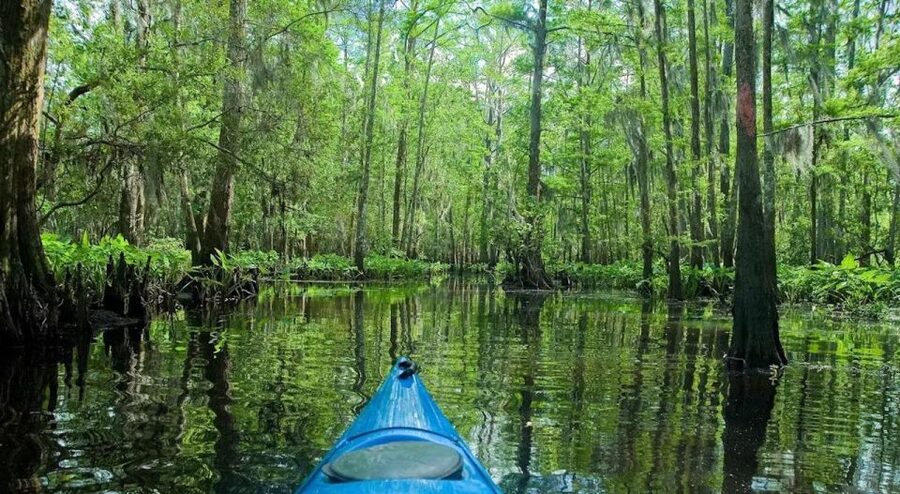 New Orleans: Manchac Magic Kayak Swamp Tour - Wildlife sightings without false promises