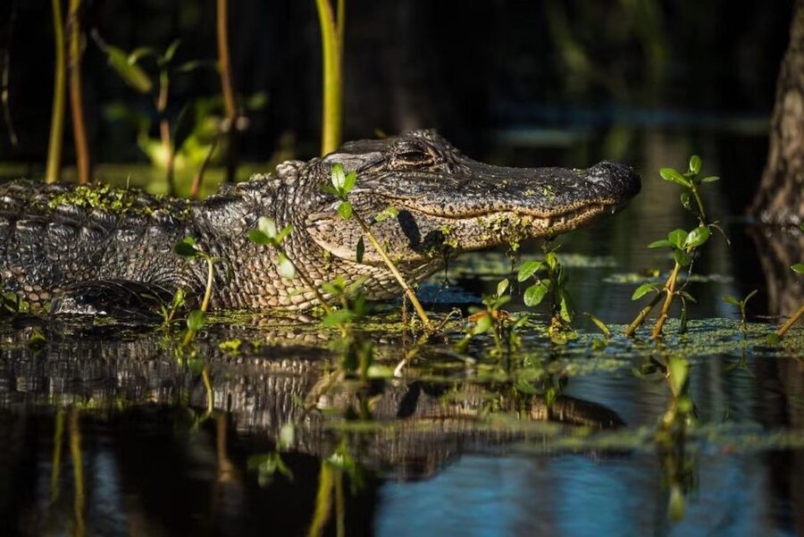 New Orleans: Manchac Magic Kayak Swamp Tour - Guides who add the meaning