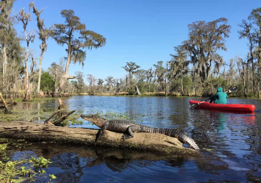New Orleans: Manchac Swamp Wildlife Kayaking Tour - Key points for your swamp day