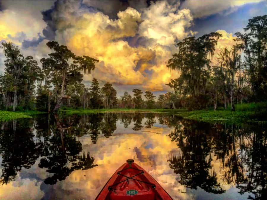 New Orleans: Manchac Swamp Wildlife Kayaking Tour - Why Manchac Swamp works so well by kayak