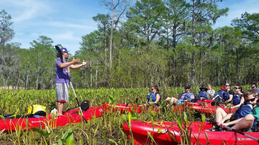New Orleans: Manchac Swamp Wildlife Kayaking Tour - Your first minutes in the kayak