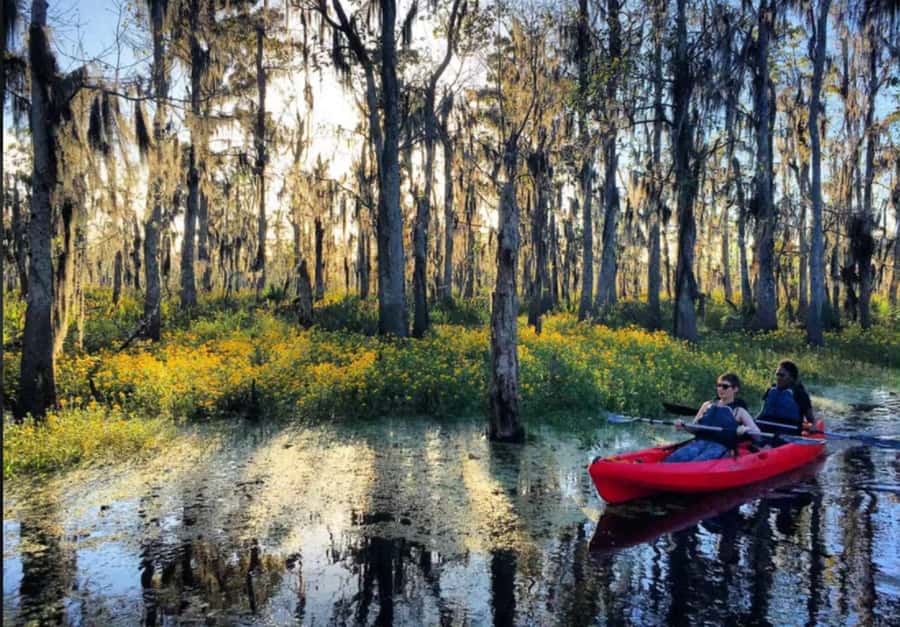 New Orleans: Manchac Swamp Wildlife Kayaking Tour - Paddling beneath the cypress trees
