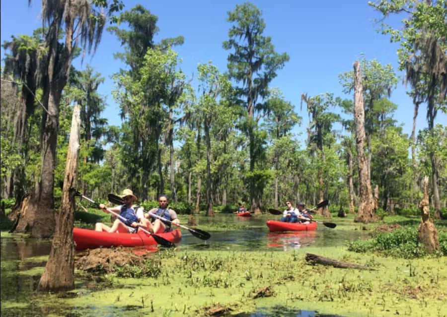 New Orleans: Manchac Swamp Wildlife Kayaking Tour - How much time and money to allow