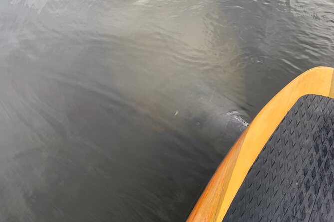 New Smyrna Dolphin and Manatee Kayak and SUP Adventure Tour - What the New Smyrna waterways are really like