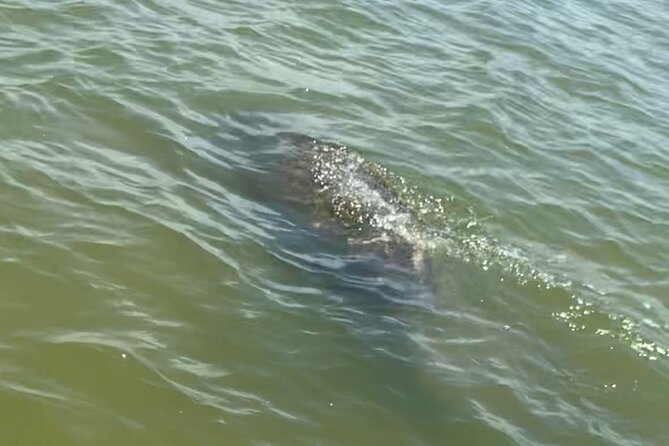 New Smyrna Dolphin and Manatee Kayak and SUP Adventure Tour - Beginning at Divito Park