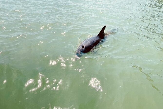 New Smyrna Dolphin and Manatee Kayak and SUP Adventure Tour - Wildlife, from manatees to pelicans