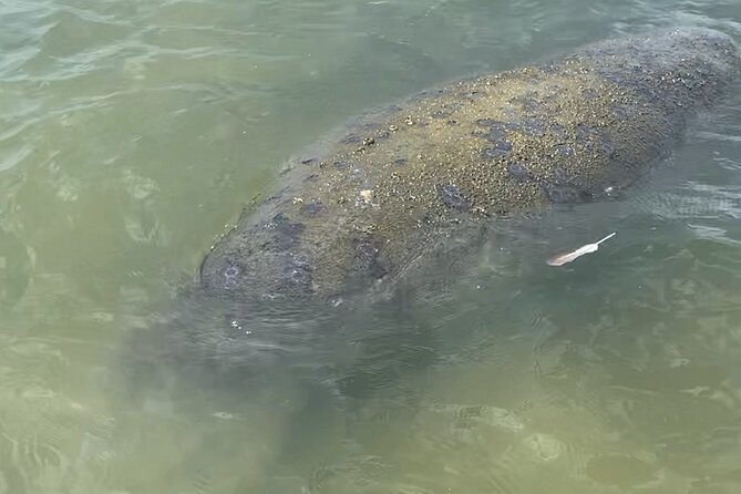 New Smyrna Dolphin and Manatee Kayak and SUP Adventure Tour - How much value do you get for $65?