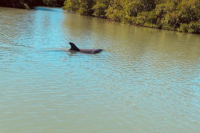 New Smyrna Dolphin and Manatee Kayak and SUP Adventure Tour - Timing, weather, and practical planning
