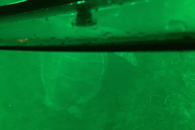 Night Kayaking with Liquid Glow - Is $110 a fair price?