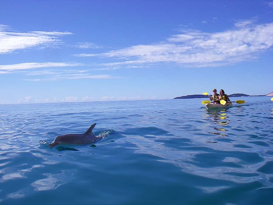 Noosa: Epic Ocean Kayak with Dolphins & 4WD Beach Adventure - Kayaking with dolphins, turtles, and rays