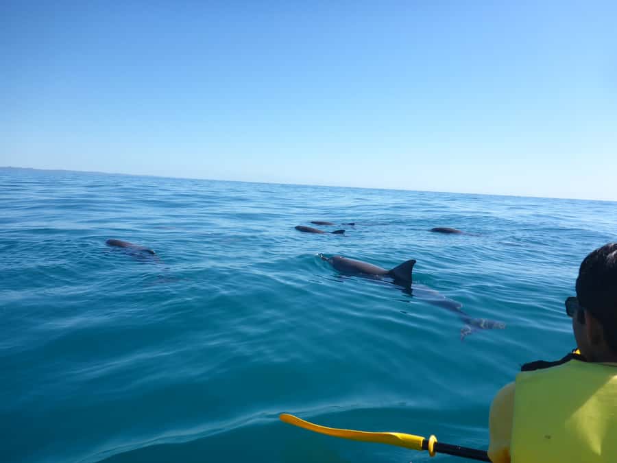 Noosa: Epic Ocean Kayak with Dolphins & 4WD Beach Adventure - Meeting at The J Noosa and getting moving