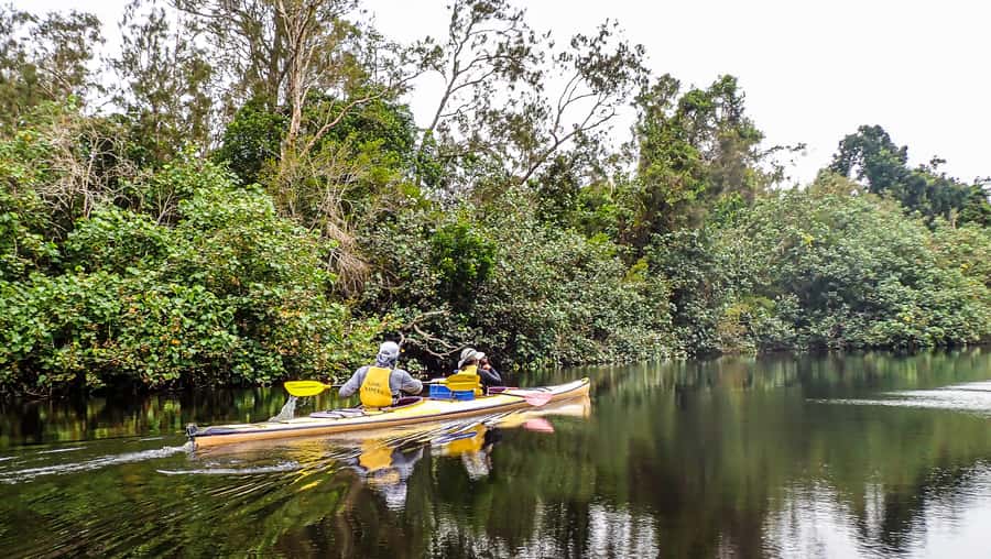 Noosa Everglades: Truly Sustainable Guided KAYAK Tour - The first hour: instruction and a gentle start
