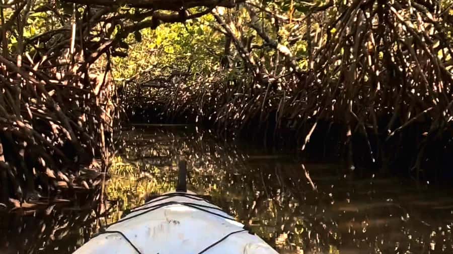 Noosa Heads: Hidden Waterways Wildlife Kayak (Fully Guided) - What makes this Noosa kayak tour worth considering