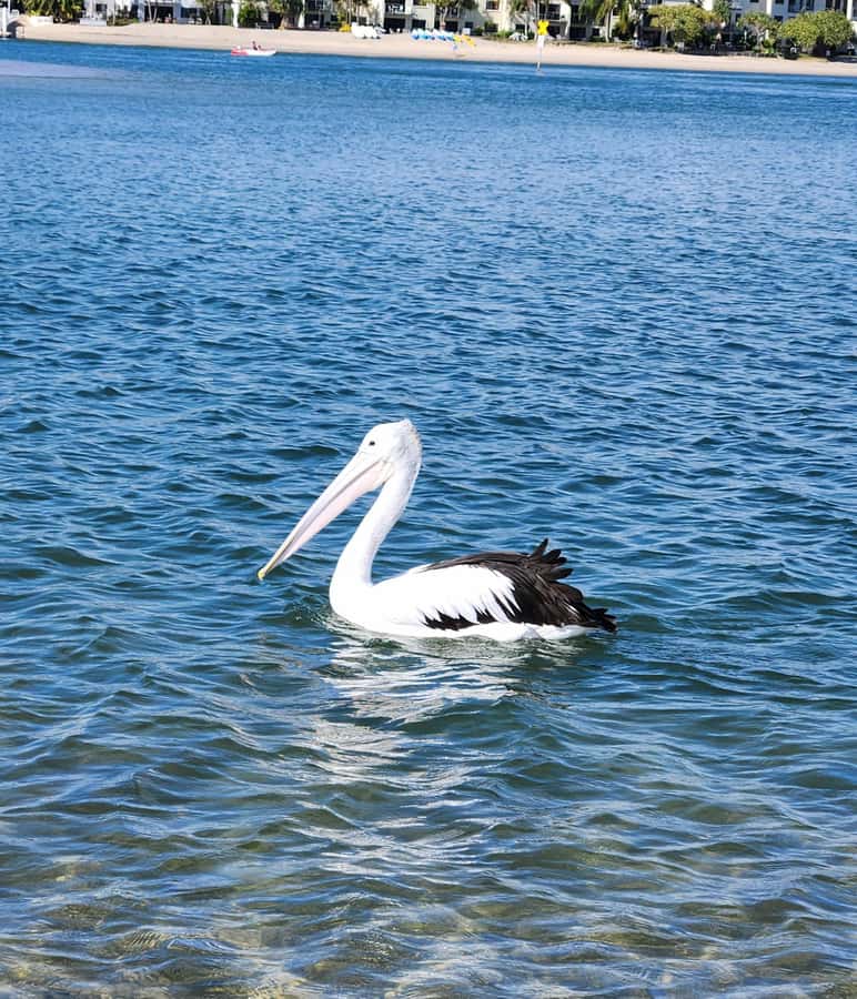 Noosa Heads: Hidden Waterways Wildlife Kayak (Fully Guided) - Local stories, plants, and the Indigenous past